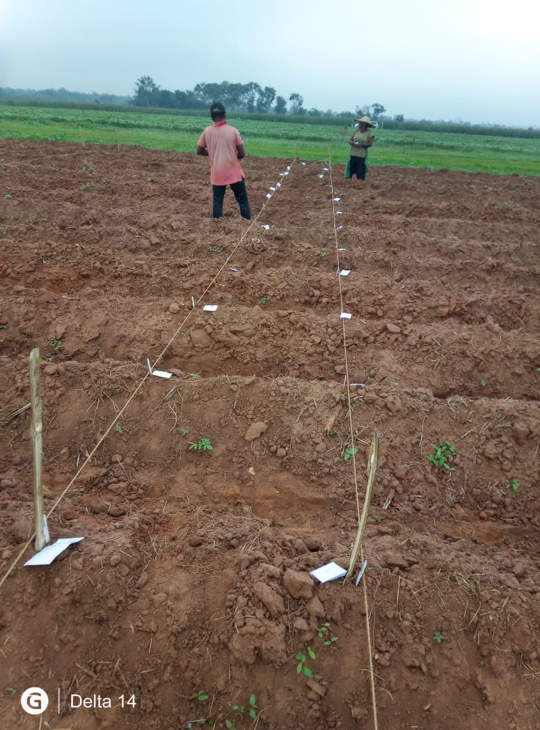 Levitikos Dembure - Research Field Work