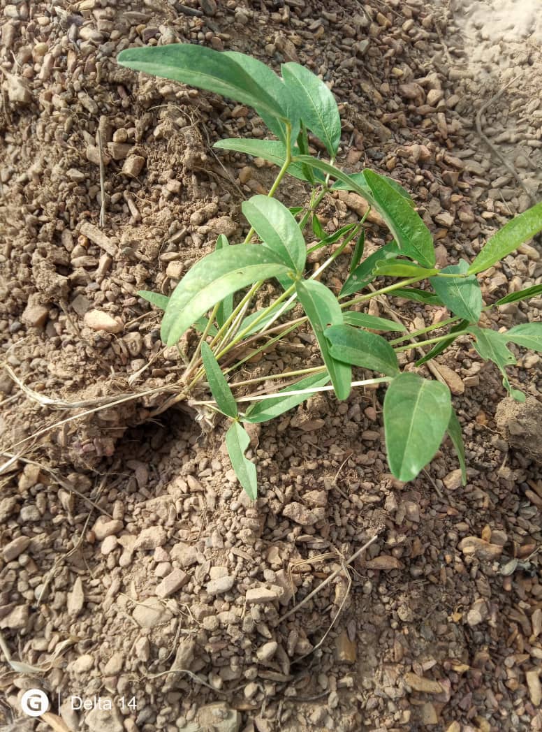 Levitikos Dembure - Research Field Work