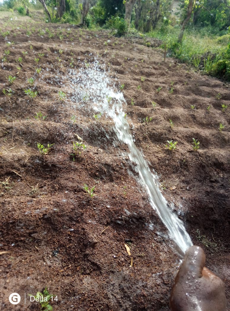 Levitikos Dembure - Research Field Work