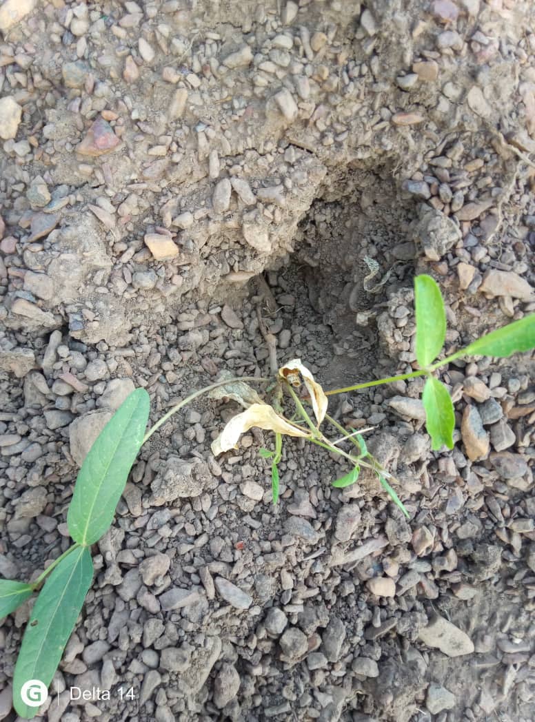 Levitikos Dembure - Research Field Work