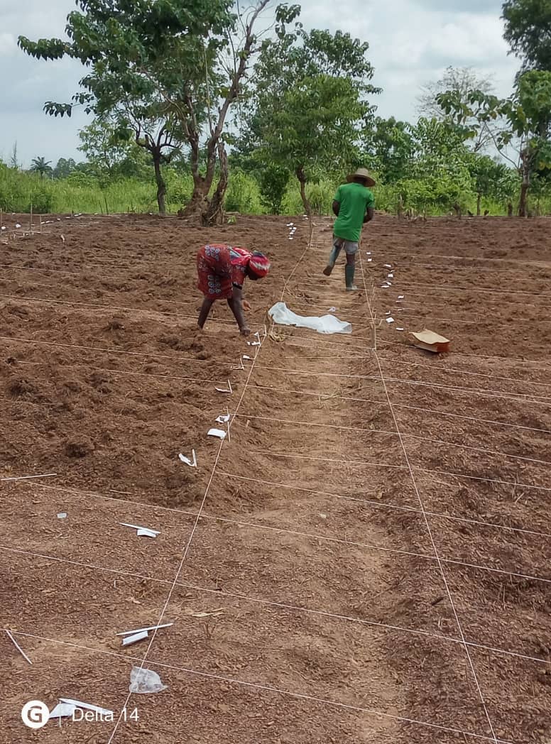 Levitikos Dembure - Research Field Work