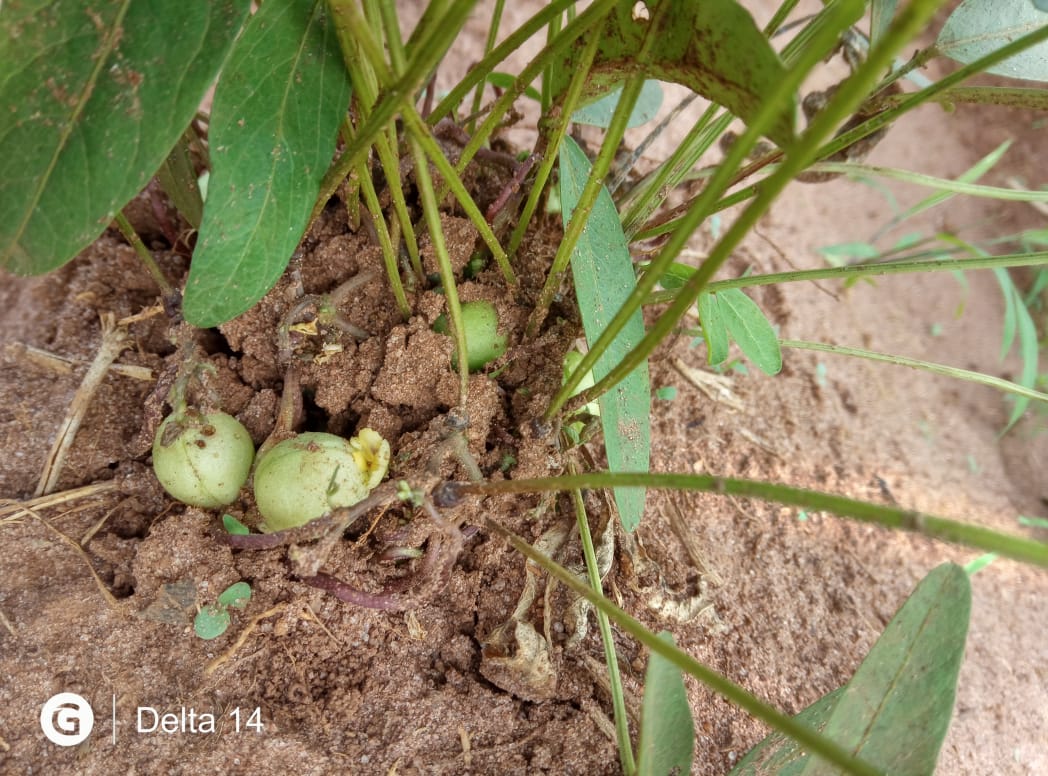 Levitikos Dembure - Research Field Work