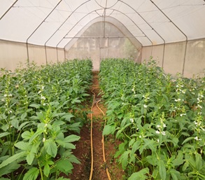 Tsegay Redae Nuguse - Gallery